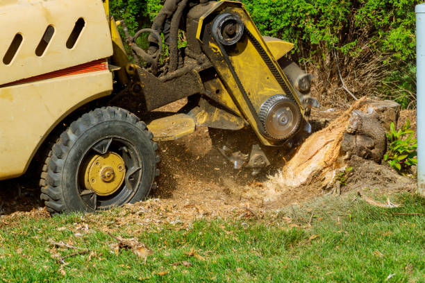 Tree Health Inspection in Baltimore Highlands, MD